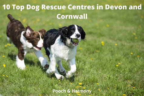 rescue dogs devon and cornwall